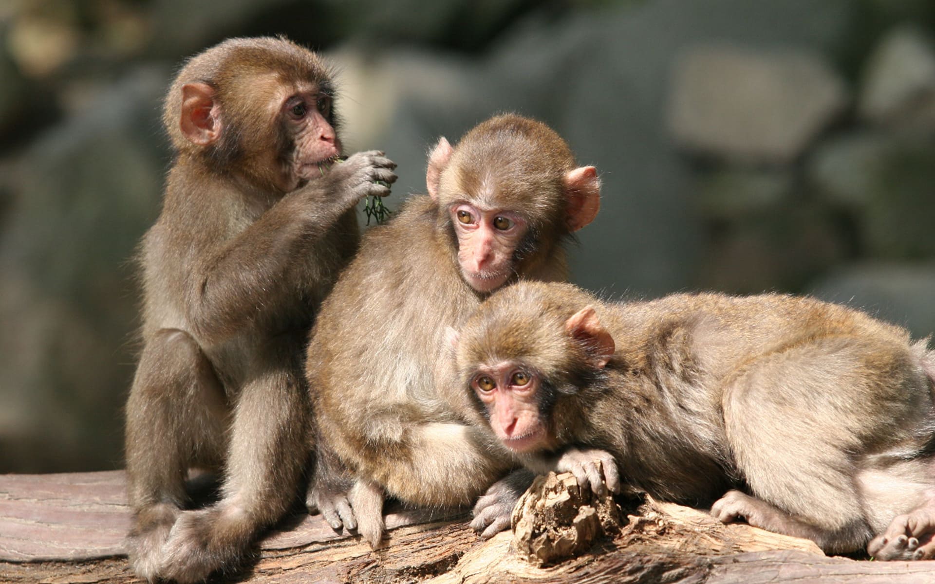 高崎山自然動物園　イメージ画像